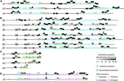 Evaluation of the Major Seed Storage Proteins, the Conglutins, Across Genetically Diverse Narrow-Leafed Lupin Varieties